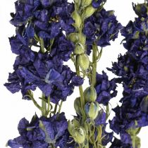 Dried delphinium, dry floristry, delphinium blue L64cm 25g