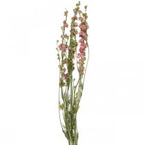 Product Dried flower delphinium, Delphinium pink, dry floristry L64cm 25g