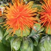 Product Artificial orange safflower as an artificial flower for vases and decoration, 55cm, 4 pieces