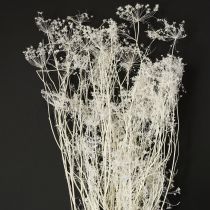Product Umbelliferous Dried Flowers (Umbellifera) White 70-80cm 150g