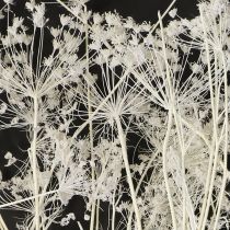 Product Umbelliferous Dried Flowers (Umbellifera) White 70-80cm 150g