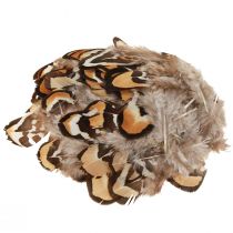 Product Real bird feathers decorative feathers striped 3-4cm 60 pcs