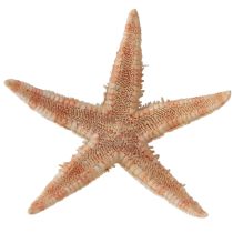 Product Real young starfish maritime table decoration 3-4cm 100 pcs