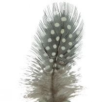 Product Real guinea fowl feathers decorative feathers natural 4-12cm 100pcs