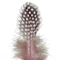 Product Real guinea fowl feathers pink with dots 4-12cm 100pcs