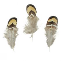 Product Real bird feathers decorative feathers striped 3-4cm 60pcs