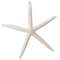 Product Real starfish natural decoration maritime Ø16–20cm 10 pcs