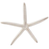Product Real starfish natural decoration maritime Ø16–20cm 10 pcs