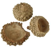 Product Acorn caps natural decorative acorns for crafting 1.5cm 200g