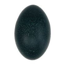 Emu egg natural 12cm - 14cm 1p