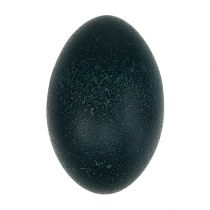Product Emu egg natural 12cm - 14cm 1p