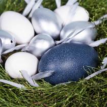 Product Emu egg natural 12cm - 14cm 1p