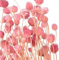 Product Strawberry thistle dried flowers, antique rose, 50cm, 100g, decorative artificial flowers