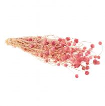 Product Strawberry thistle dried flowers, antique rose, 50cm, 100g, decorative artificial flowers