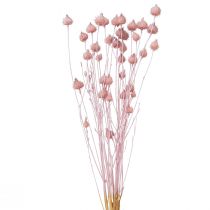 Product Strawberry Thistle Dried Thistle Decoration Light Pink 58cm 100g