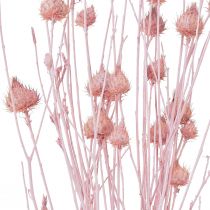Product Strawberry Thistle Dried Thistle Decoration Light Pink 58cm 100g