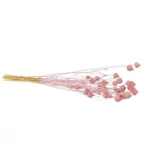 Product Strawberry thistle, dried thistle, thistle decoration, light pink, 58cm, 100g