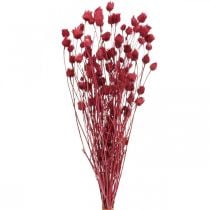 Dried Flowers Red Dry Thistle Strawberry Thistle Colored 100g