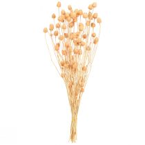 Product Strawberry thistles dry decoration thistles in salmon 55cm 100g