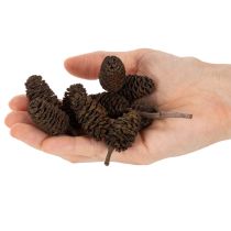 Product Natural alder cones, loose, for decoration, 3cm, 300g, natural brown.