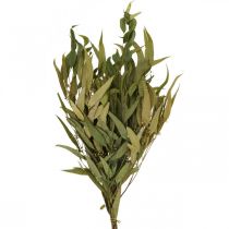 Eucalyptus Preserved Branches Leaves Green Oval 150g