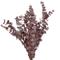 Product Eucalyptus branches, preserved eucalyptus, dried flowers, red, 75cm, 150g