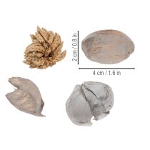 Product Potpourri table decoration with nuts for a natural summer atmosphere