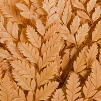 Product Orange Preserved Fern Decoration 45cm 10 Pieces Home Decoration DIY