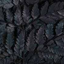 Product Fern Decoration Real Fern Fronds Black Preserved 45cm 10 pcs