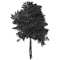 Product Fern Decoration Real Fern Fronds Black Preserved 45cm 10 Pcs