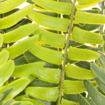 Product Artificial fern branch, artificial green plant for decoration, 45cm