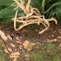Product Artificial fern plant with root ball for home and office decoration, 57cm