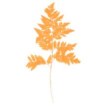 Product Dried and preserved fern fronds for floristry and autumn decoration, 42cm, 10 pieces