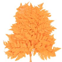 Product Dried and preserved fern fronds for floristry and autumn decoration, 42cm, 10 pieces