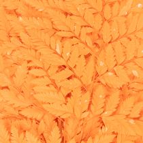 Product Dried and preserved fern fronds for floristry and autumn decoration, 42cm, 10 pieces