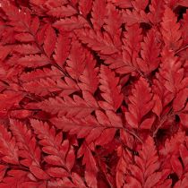 Product Preserved and dyed fern fronds, true fern for autumn arrangements, 42cm, 10 pieces