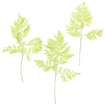 Product Ferns: Preserved, high-quality natural material for long-lasting decoration projects, 40cm, 10 pieces