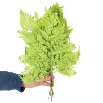 Product Ferns: Preserved, high-quality natural material for long-lasting decoration projects, 40cm, 10 pieces
