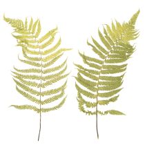 Product Dried and preserved fern. Perfect for natural home decoration. 80cm