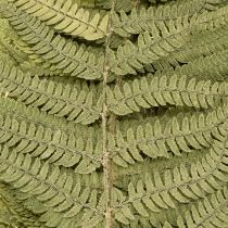 Product Dried and preserved fern. Perfect for natural home decoration. 80cm