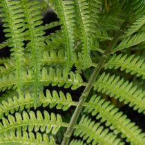 Product Artificial fern in a plant pot for living room and office, 35cm
