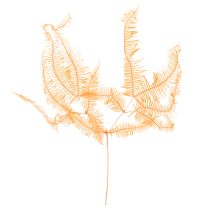 Product Fern branch, preserved fern, dried decoration for arrangements, 60cm, 10 pieces