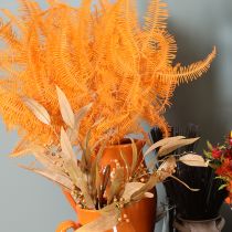 Product Fern branch, preserved fern, dried decoration for arrangements, 60cm, 10 pieces