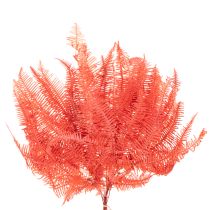 Product Ferns, preserved dried flowers, autumn decoration, 60cm, 10 pieces