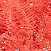 Product Ferns, preserved dried flowers, autumn decoration, 60cm, 10 pieces