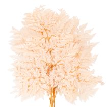 Product Dried fern decoration for vase 42cm 10pcs