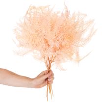 Product Dried fern fronds, fern decoration for vases, 60cm, 10 pieces