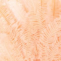 Product Dried fern fronds, fern decoration for vases, 60cm, 10 pieces