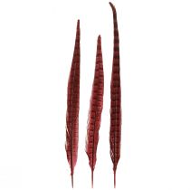 Product Pheasant Feathers Red Real Feathers Decoration Wine Red 35-45cm 9 Pcs