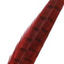 Product Pheasant Feathers Red Real Feathers Decoration Wine Red 35-45cm 9 Pcs